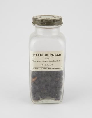 Specimen bottle containing palm kernels