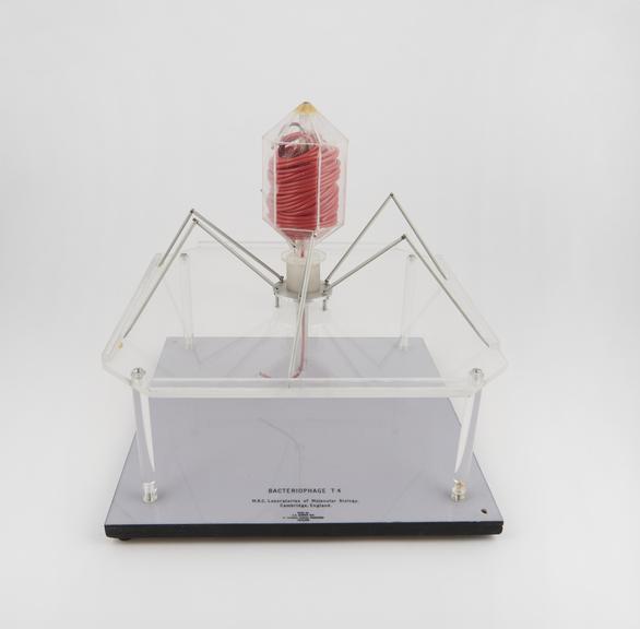 Model of bacteriophage T4 virus in perspex box