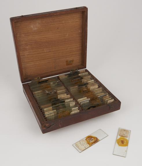 Set of microscope slides prepared by Timothy Lewis