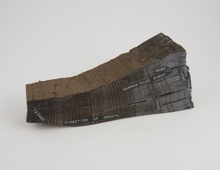 Latitudinal subfossil Irish bog oak sample