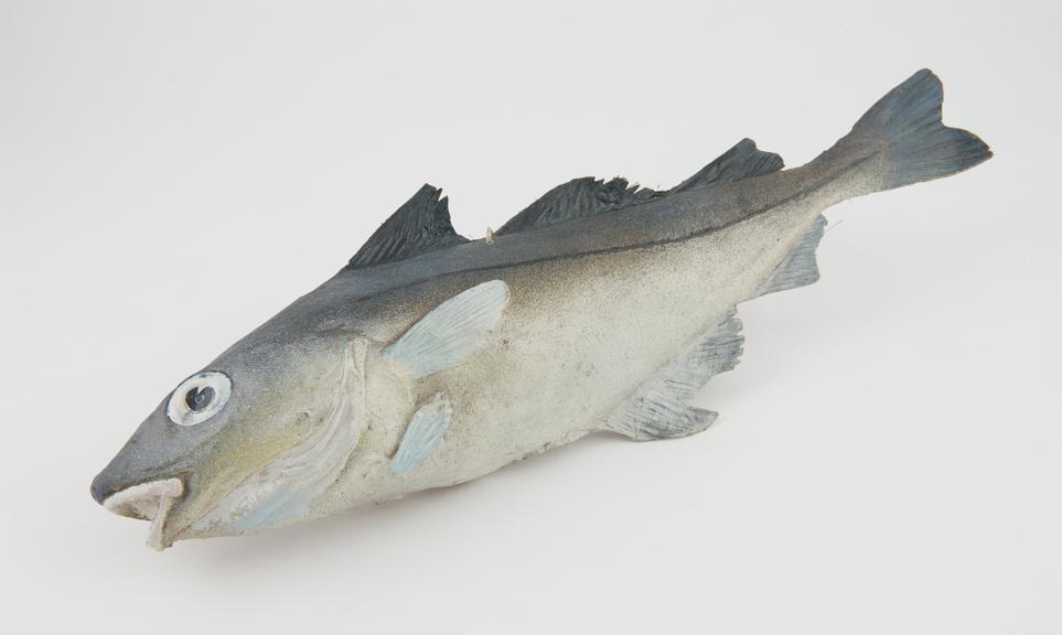 Fish model, saithe, with plastic tag attached, unsigned