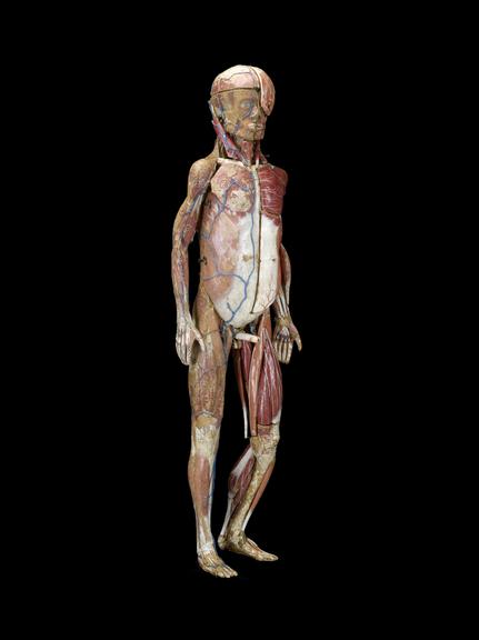 Male anatomical model | Science Museum Group Collection