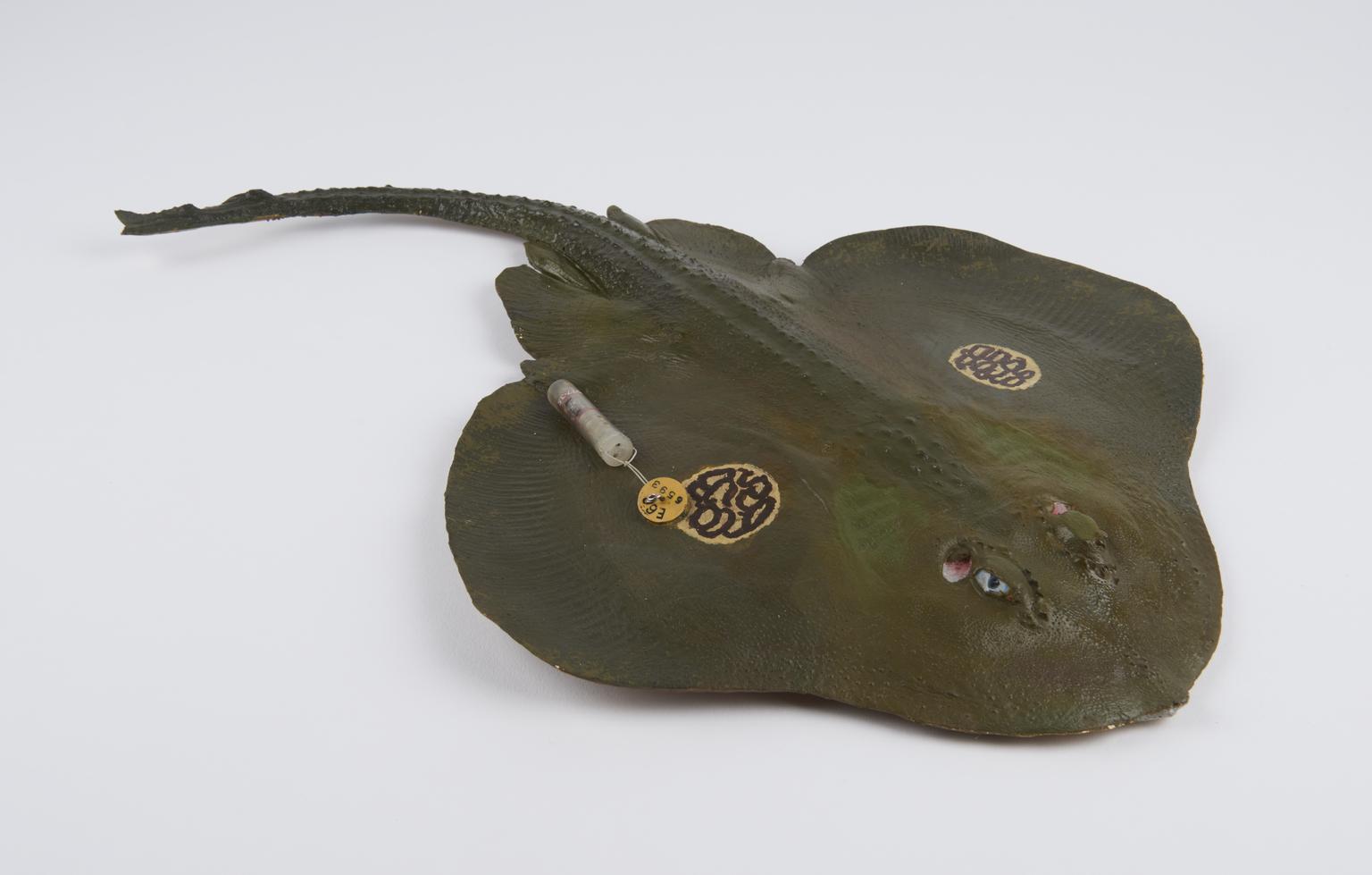 Dummy Acoustic Fish Tag, 1975-77. | Science Museum Group Collection
