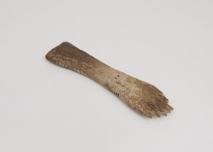 Bone comb from Scotland, probably used for heckling flax