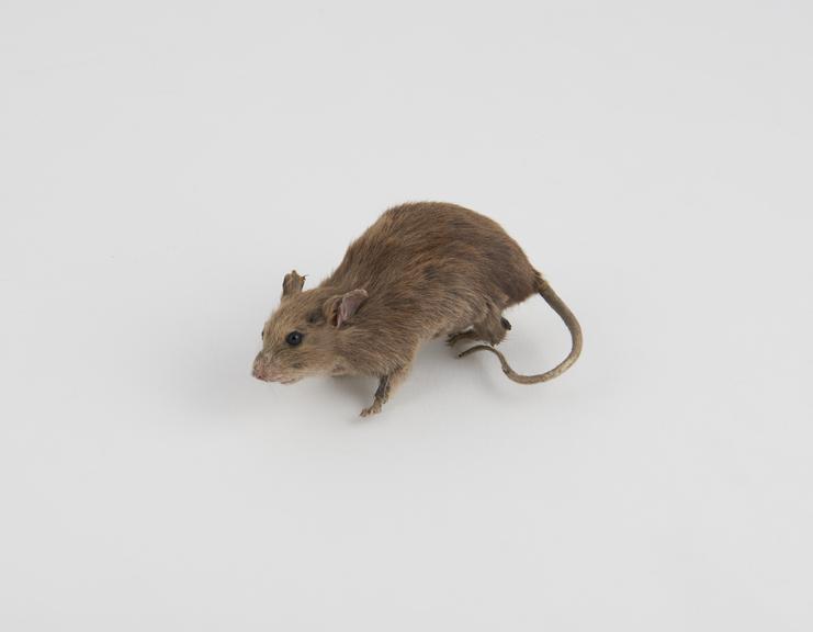 Taxidermy mouse associated with the reconstruction of