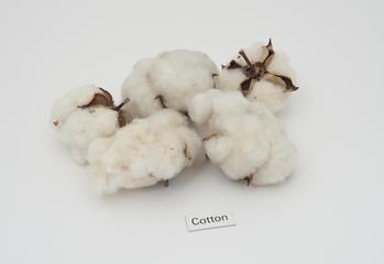 Five cotton bolls