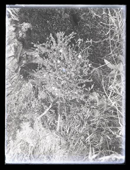 Glass plate negatives of vegetation and trees