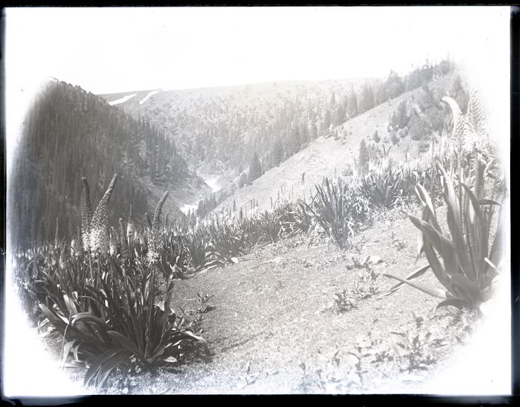 Mountainous scene with flora