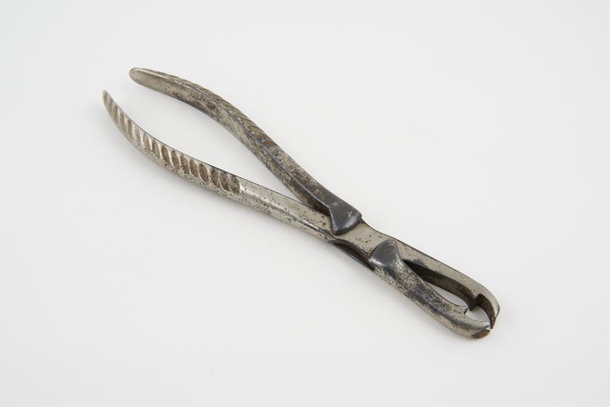 Forceps lion, early 20th century, plated steel