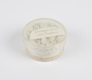 Sample of diatomic ooze, collected by HMS Challenger, 1872-1876