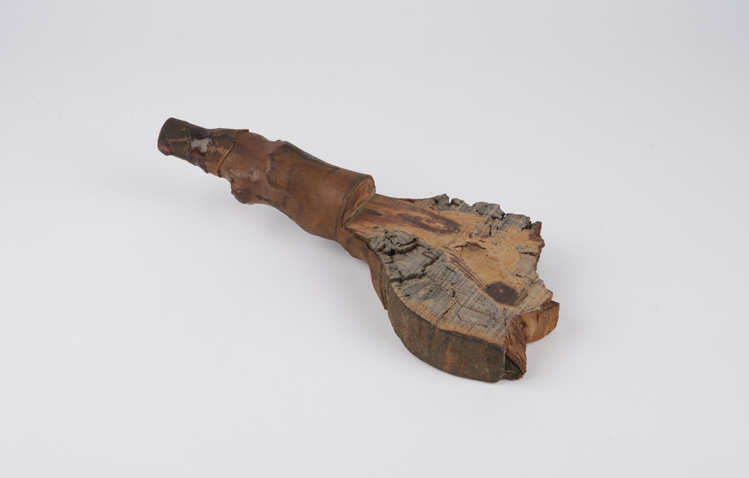 Section of Cody’s tree showing the experiment carried out to preserve it by forcing resin into wood