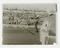 Daily Herald glass negative showing tennis star Fred Perry