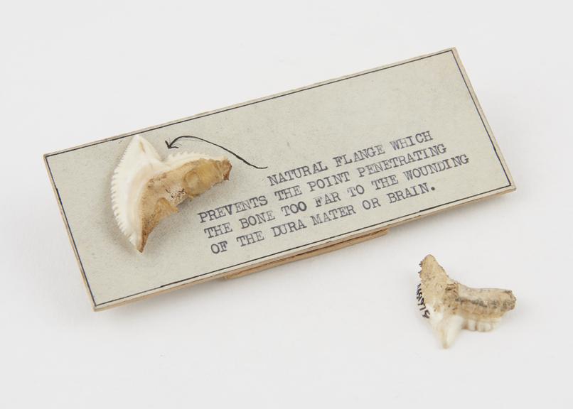 2 shark's teeth mounted on card to demonstrate their