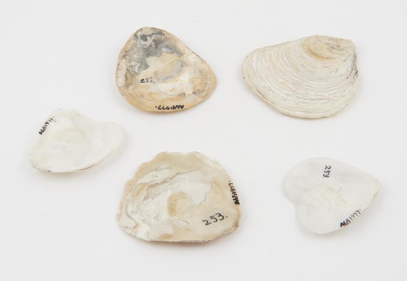 5 oyster shells owned by Dr. T