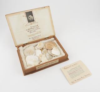 Cigar box, containing 24 oyster shells