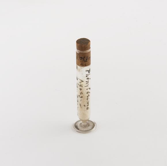 Glass specimen tube with cork stopper containing