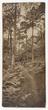 Photograph entitled 'A Woodland Path',  by Birt Acres, taken c