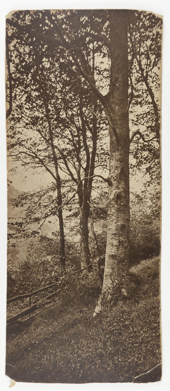 Photograph entitled 'Beeches' by Birt Acres, taken c