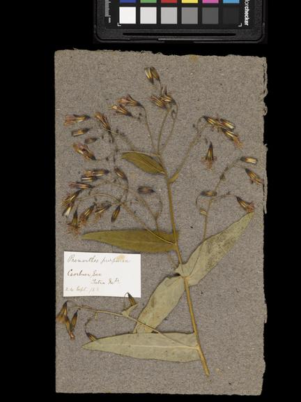 Dried specimen of prenanthes purpurea collected by Joseph and Agnes Lister on 24 Sept 1883