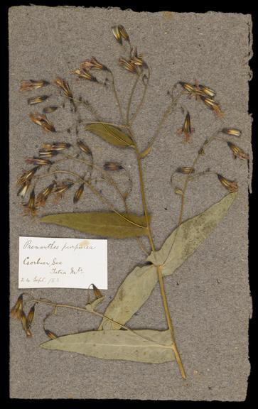 Dried specimen of prenanthes purpurea collected by Joseph and Agnes Lister on 24 Sept 1883