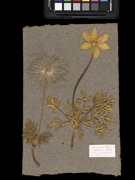 Two dried plant specimens labelled anemone alpina collected by Joseph and Agnes Lister