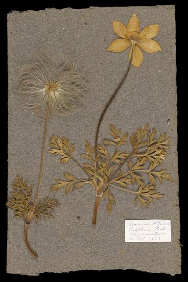 Two dried plant specimens labelled anemone alpina collected by Joseph and Agnes Lister