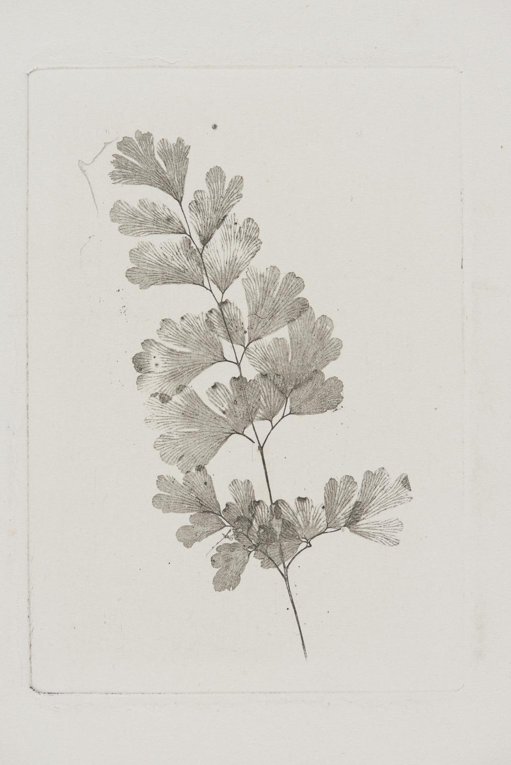 Photoglyphic engraving of fern 'Adiantum capillus-veneris'