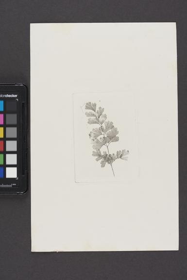Photoglyphic engraving of fern 'Adiantum capillus-veneris'