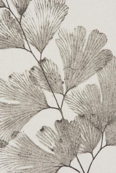 Photoglyphic engraving of fern 'Adiantum capillus-veneris'