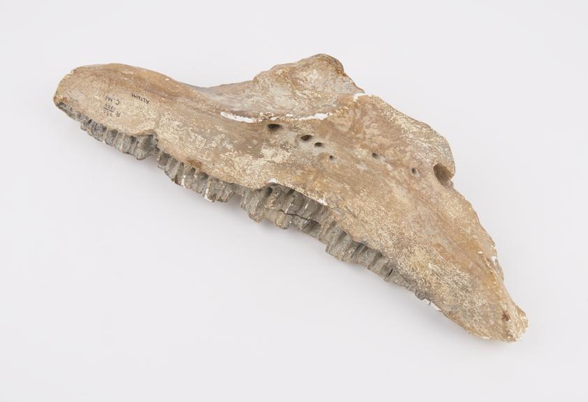 Cast of fossilised right maxilla of dinosaur, showing abscesses