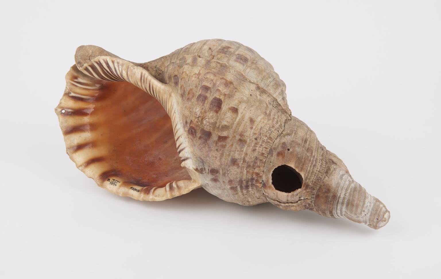 Hull Shell Instrument Conch Shell Instrument