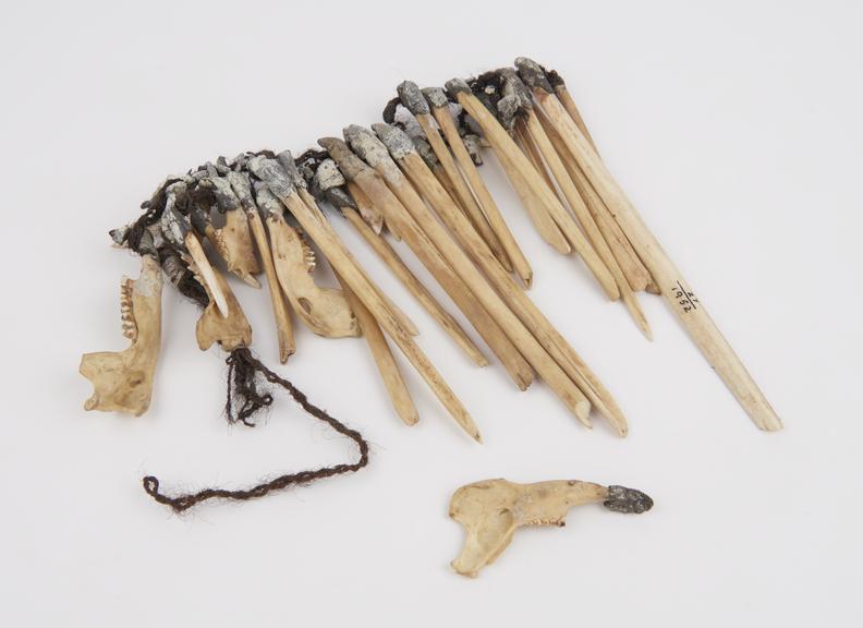 Necklace of animal teeth and bones