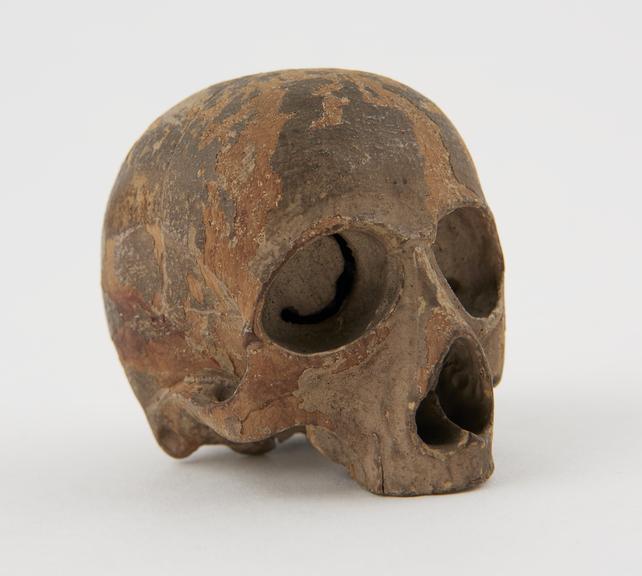 Wooden model of a human skull, without mandible