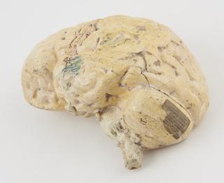 Plaster copy of a human brain, left hemisphere