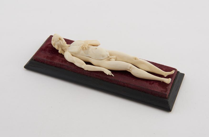 Ivory anatomical figure, a male