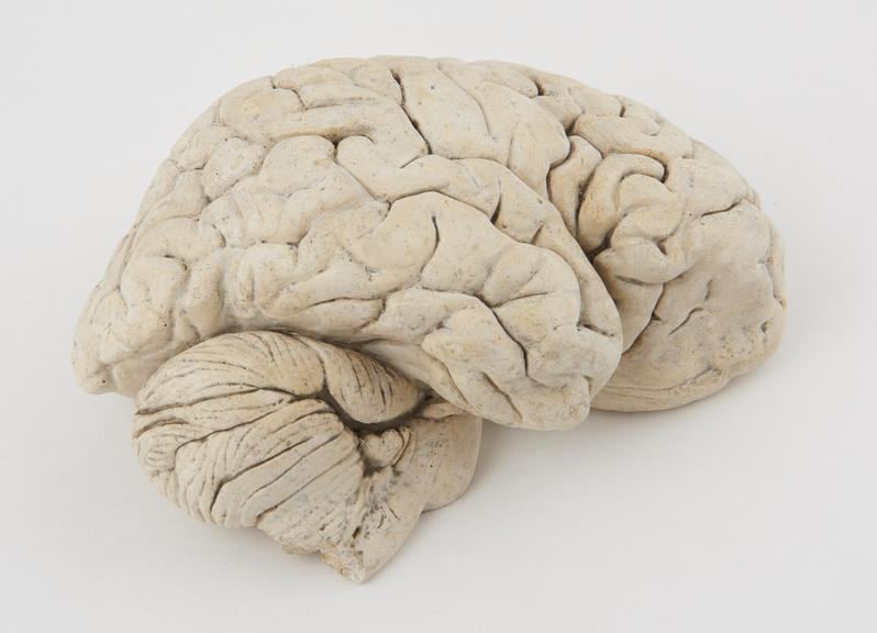 Plaster copy of half a human brain