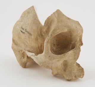 Plaster cast of skull fragment