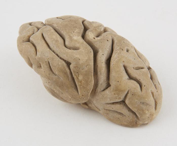 Plaster model of the human brain.