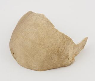 Plaster cast of skull fragment