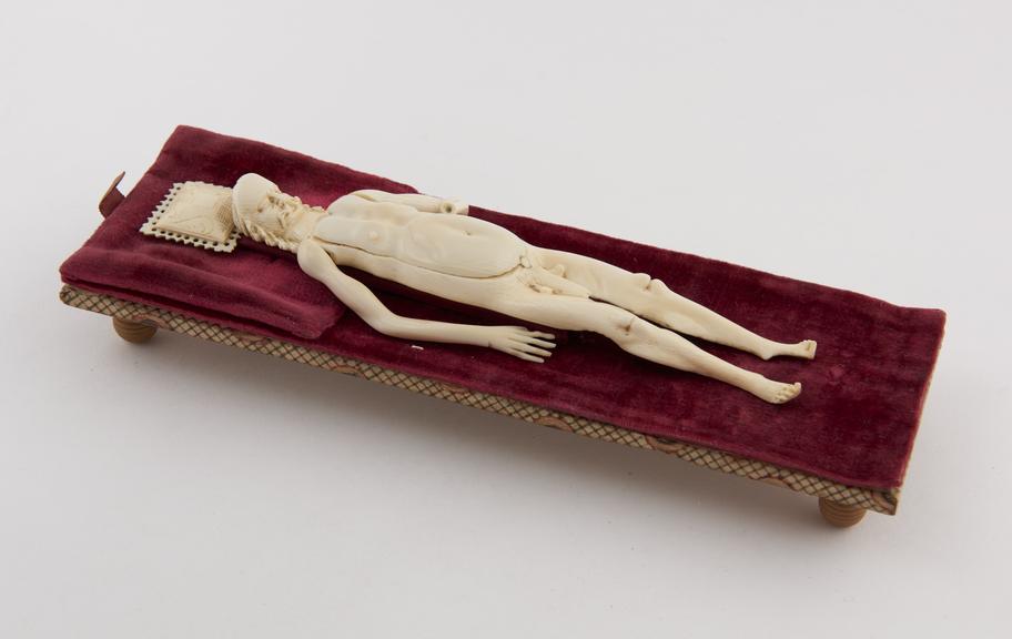 Ivory anatomical figure, a male