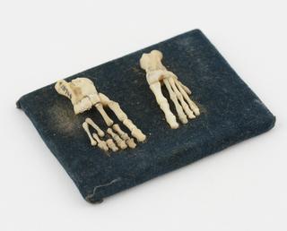 Ivory model of the bones of two human feet, mounted on velvet covered base