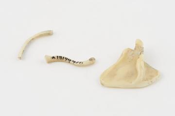 Two ivory models of unidentified bones