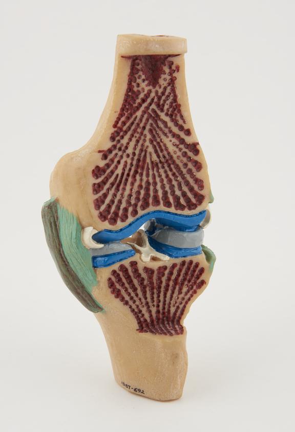 Model of synovial joint (human knee)