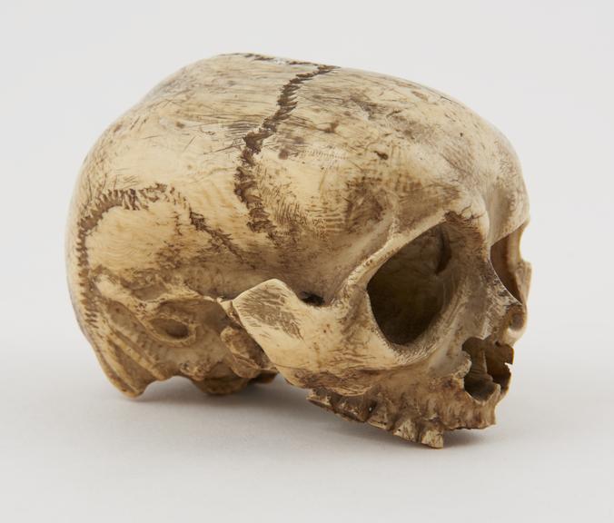 Ivory model of a skull, rather elongated with mandible missing