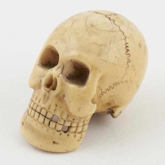 Ivory model of a skull