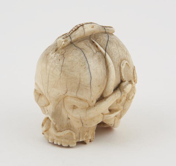 Ivory model of a skull