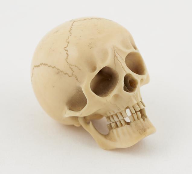 Ivory model of a skull carved and with teeth and moveable