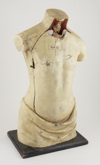 Fragment for papier mache model of male torso with removable and numbered internal organs