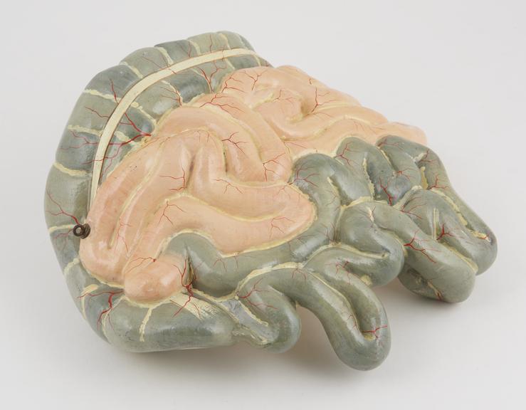 Detachable human intestines model, made of plaster