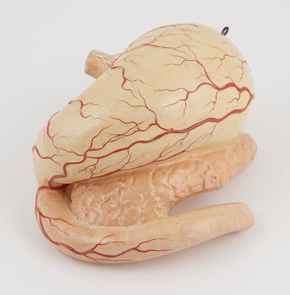 Detachable human stomach model, made of plaster